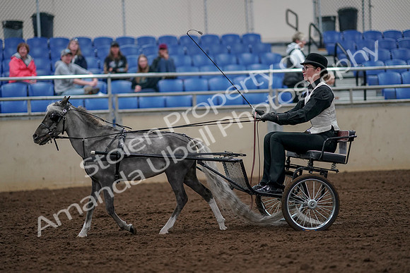 2019 Morgan Horse Show - Aug 30, 2019 - 13281