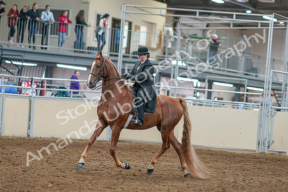 2020 - AB Morgan Horse - Sat, Sept 05 - 07969