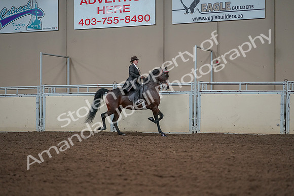 2019 Morgan Horse Show - Aug 30, 2019 - 28100