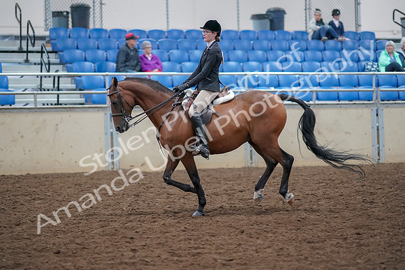 2019 Morgan Horse Show - Aug 30, 2019 - 20610