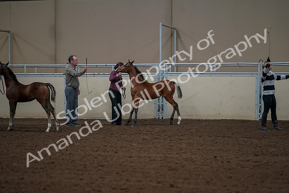 2019 Morgan Horse Show - Aug 30, 2019 - 24937