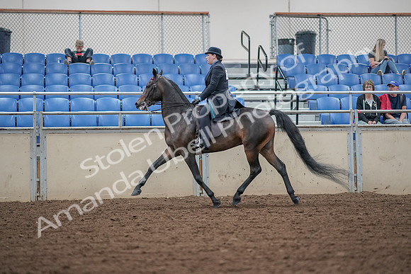 2019 Morgan Horse Show - Aug 30, 2019 - 15554