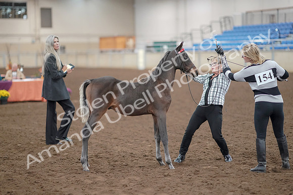 2019 Morgan Horse Show - Aug 30, 2019 - 24888
