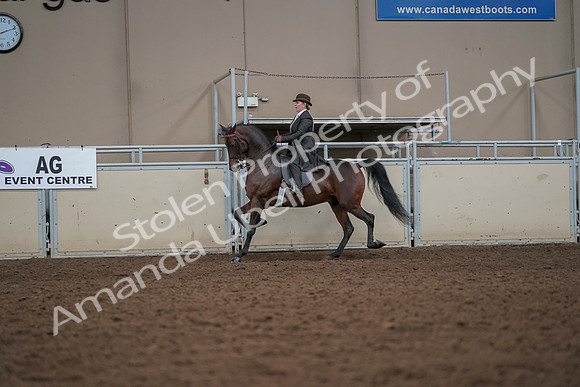 2019 Morgan Horse Show - Aug 30, 2019 - 27970