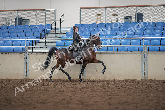 2019 Morgan Horse Show - Aug 30, 2019 - 28082
