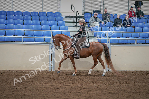 2020 - AB Morgan Horse - Fri, Sept 04 - 08347