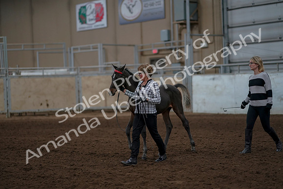 2019 Morgan Horse Show - Aug 30, 2019 - 24844