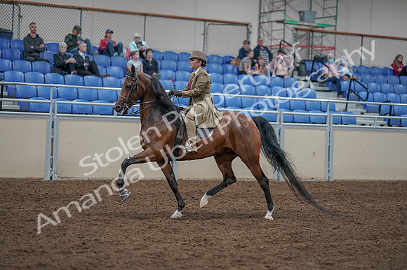 2020 - AB Morgan Horse - Fri, Sept 04 - 11175