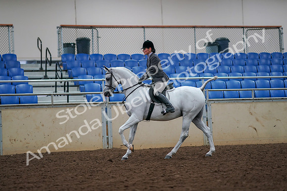 2019 Morgan Horse Show - Aug 30, 2019 - 17442