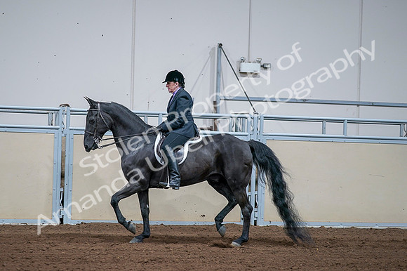 2020 - AB Morgan Horse - Fri, Sept 04 - 01581