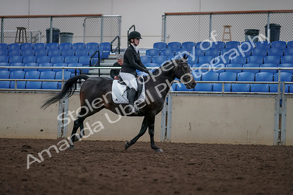 2019 Morgan Horse Show - Aug 31, 2019 - 16756