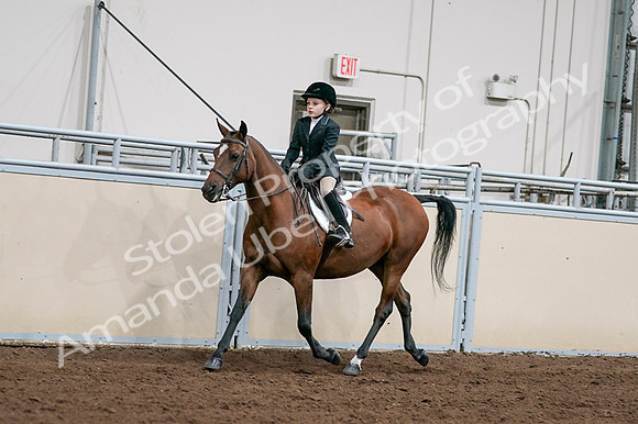 2020 - AB Morgan Horse - Fri, Sept 04 - 02039