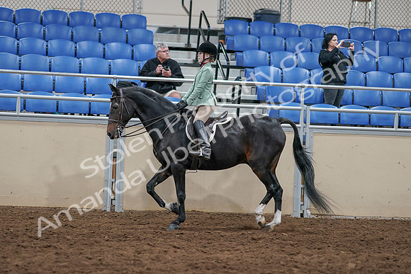 2020 - AB Morgan Horse - Sun, Sept 06 - 07813