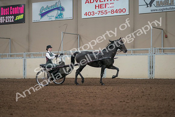 2019 Morgan Horse Show - Aug 31, 2019 - 04730
