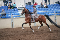 2019 Morgan Horse Show - Aug 31, 2019 - 21969