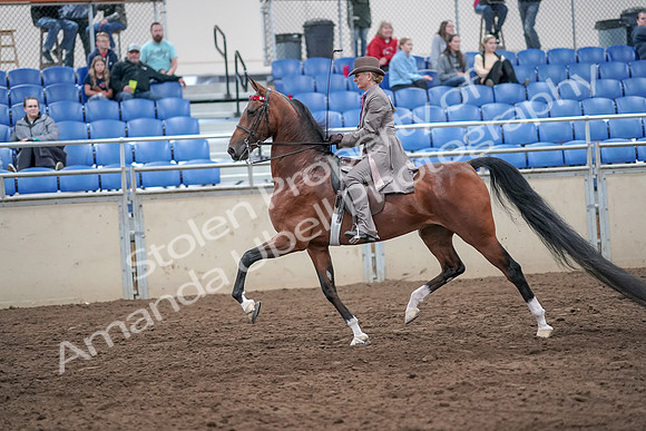 2019 Morgan Horse Show - Aug 31, 2019 - 21969