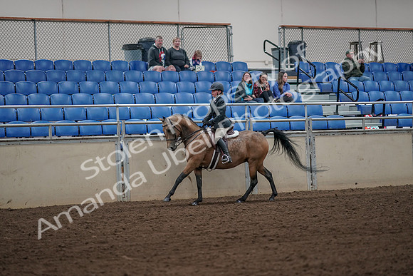 2019 Morgan Horse Show - Aug 31, 2019 - 05009