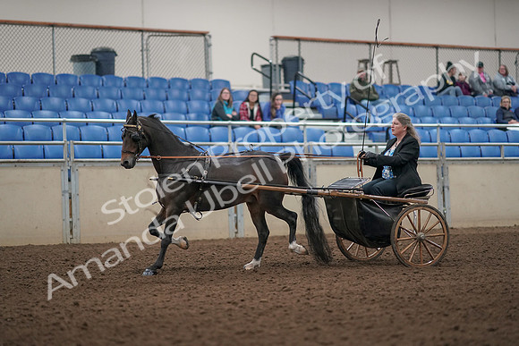 2019 Morgan Horse Show - Aug 31, 2019 - 04384