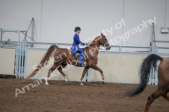 2020 - AB Morgan Horse - Fri, Sept 04 - 05151