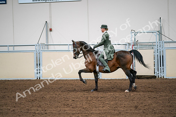 2020 - AB Morgan Horse - Fri, Sept 04 - 03316