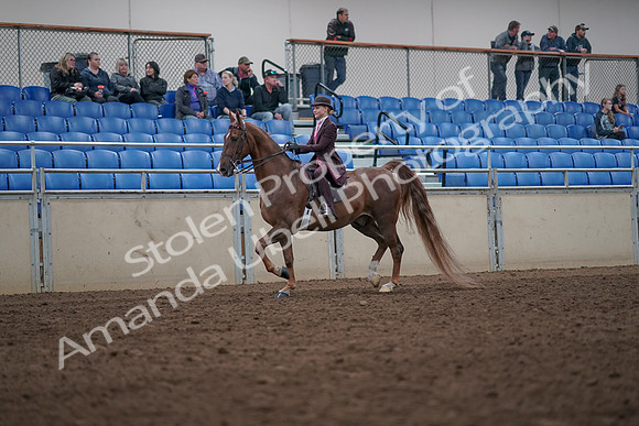 2019 Morgan Horse Show - Aug 31, 2019 - 20504