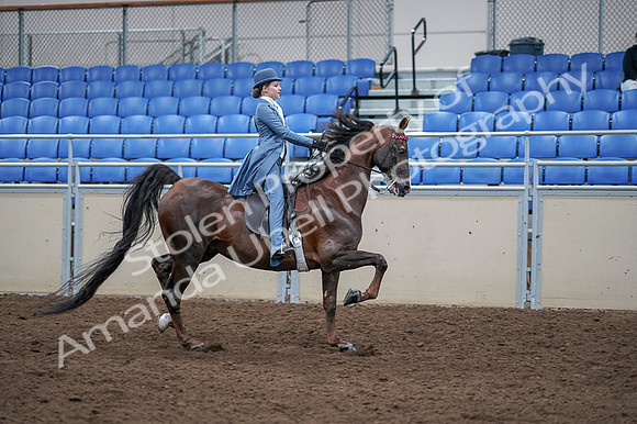 2020 - AB Morgan Horse - Fri, Sept 04 - 05068