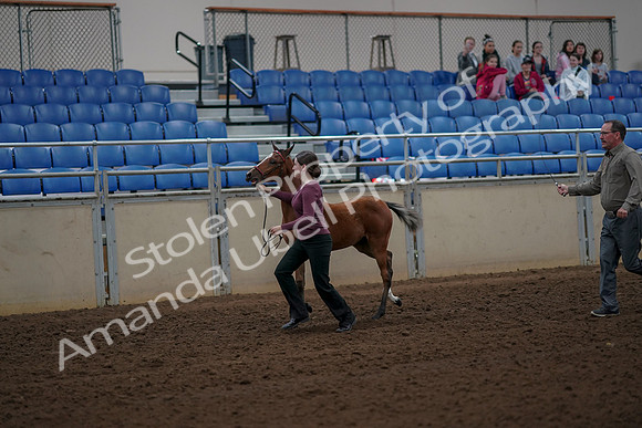 2019 Morgan Horse Show - Aug 30, 2019 - 24688