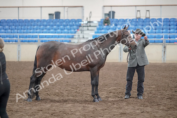 2019 Morgan Horse Show - Aug 31, 2019 - 03750
