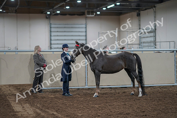 2020 - AB Morgan Horse - Fri, Sept 04 - 00962
