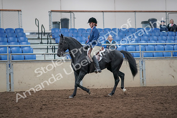 2019 Morgan Horse Show - Aug 31, 2019 - 16607