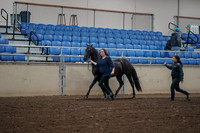 2019 Morgan Horse Show - Aug 31, 2019 - 00499