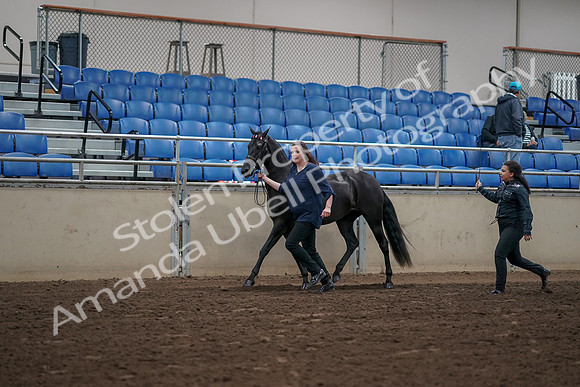 2019 Morgan Horse Show - Aug 31, 2019 - 00499