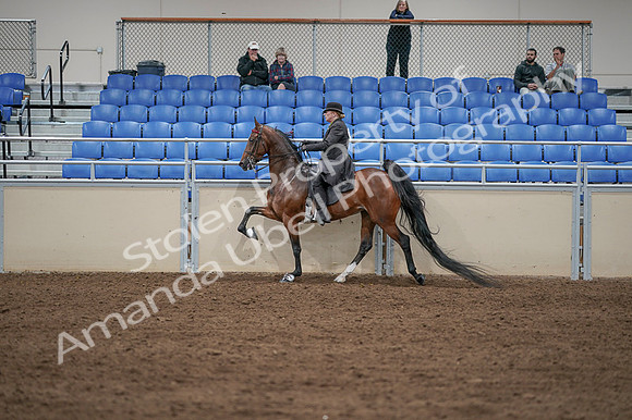 2020 - AB Morgan Horse - Fri, Sept 04 - 09644