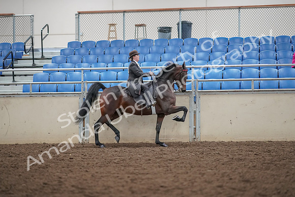 2019 Morgan Horse Show - Aug 30, 2019 - 28227