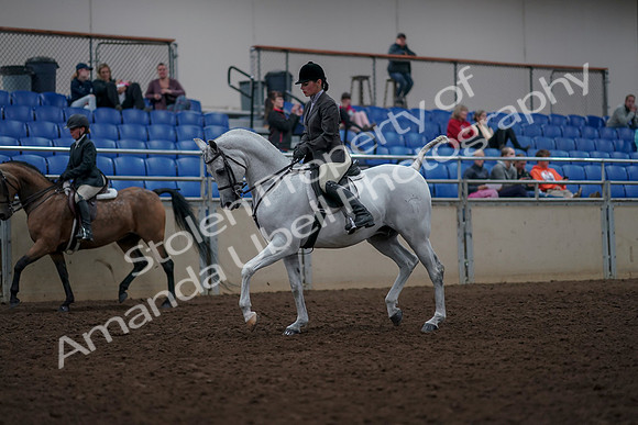 2019 Morgan Horse Show - Aug 31, 2019 - 14692