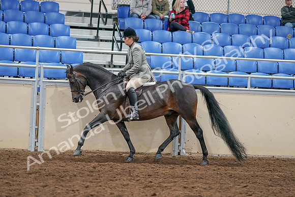 2020 - AB Morgan Horse - Sat, Sept 05 - 14494