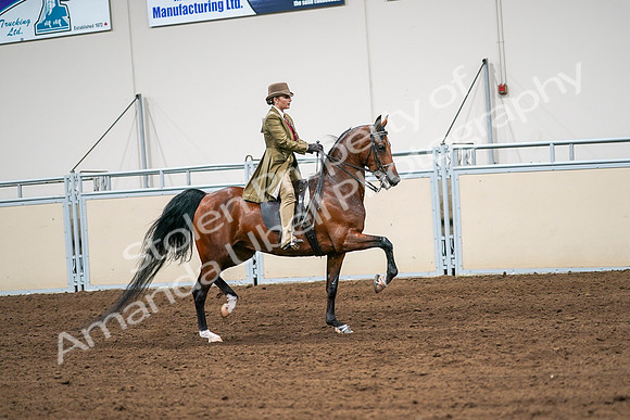2020 - AB Morgan Horse - Sat, Sept 05 - 08182