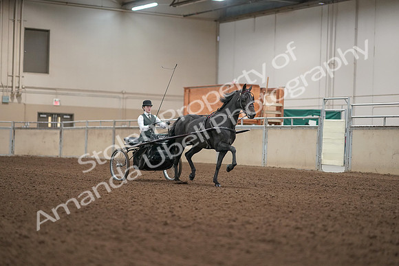 2019 Morgan Horse Show - Aug 31, 2019 - 04740