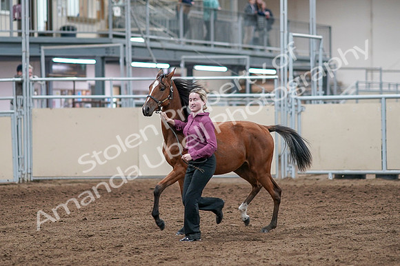 2020 - AB Morgan Horse - Fri, Sept 04 - 07592