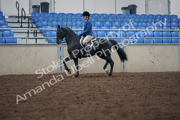 2019 Morgan Horse Show - Aug 30, 2019 - 18402