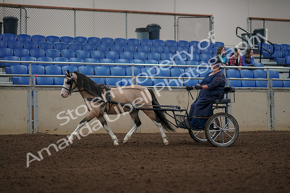 2019 Morgan Horse Show - Aug 31, 2019 - 04336