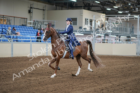 2020 - AB Morgan Horse - Sat, Sept 05 - 06075