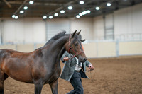 2020 - AB Morgan Horse - Fri, Sept 04 - 08569