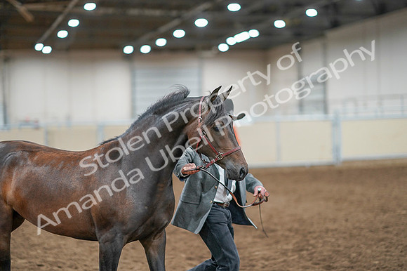2020 - AB Morgan Horse - Fri, Sept 04 - 08569