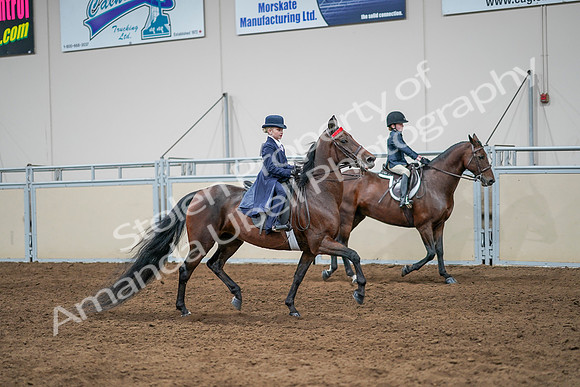 2020 - AB Morgan Horse - Sun, Sept 06 - 08107