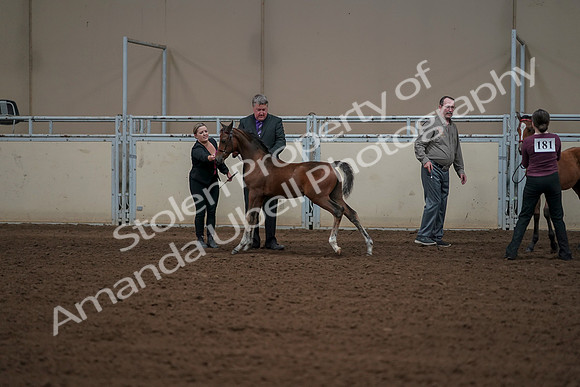 2019 Morgan Horse Show - Aug 30, 2019 - 24915
