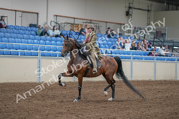 2020 - AB Morgan Horse - Fri, Sept 04 - 11154