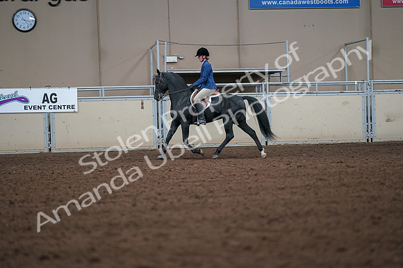 2019 Morgan Horse Show - Aug 30, 2019 - 18376