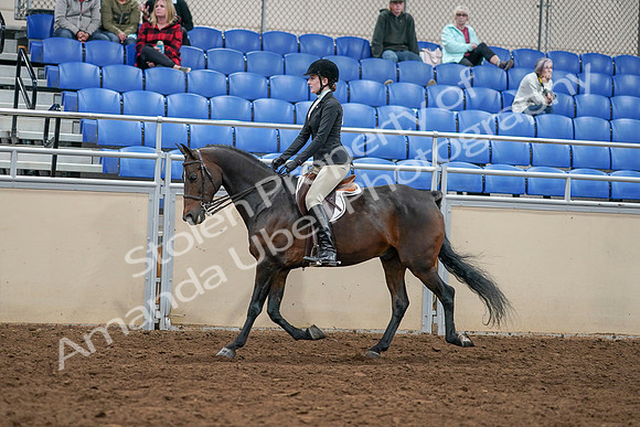 2020 - AB Morgan Horse - Sat, Sept 05 - 14376