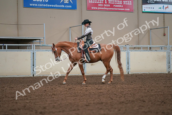 2019 Morgan Horse Show - Aug 30, 2019 - 16777